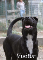 Adopter  chien : Banzai