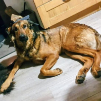 Adopter  chien : Iko