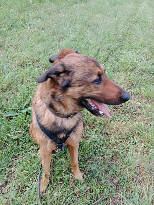 Adoption Iko