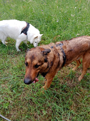 Adoption Iko