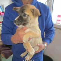 Adopter  chien : Jimi