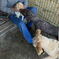 Adopter  chien : Patachou