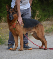 Adopter  chien : Urko