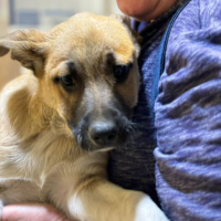 Adopter  chien : Eddi