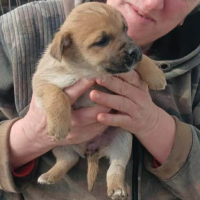 Adopter  chien : Mike