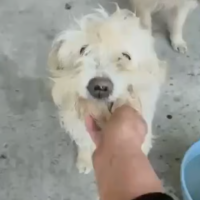 Adopter  chien : Lucky