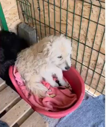 Adopter Lady sunshine