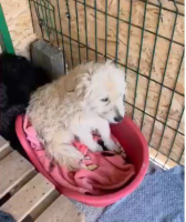 Adopter  chien : Lady sunshine