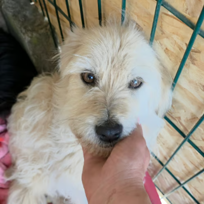 Adopter Lady sunshine