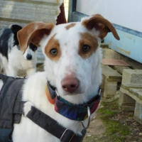 Adopter  chien : Pincel