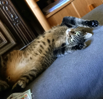 Adopter  chat : Twist