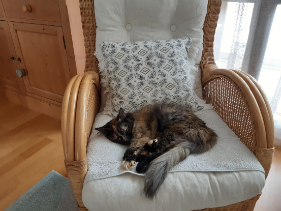 Adoption Nala