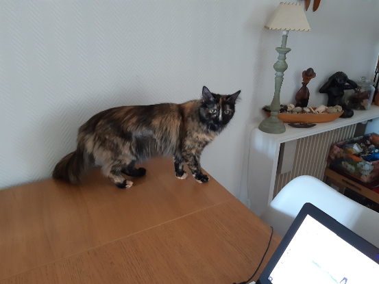 Adoption Nala