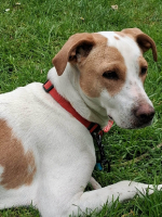 Adopter  chien : Kara