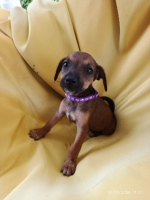 Adopter  chien : Altea