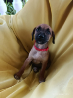 Adopter  chien : Elyo