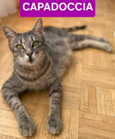 Adopter  chat : Capadoccia