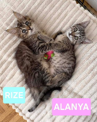 Adopter Alanya et rize
