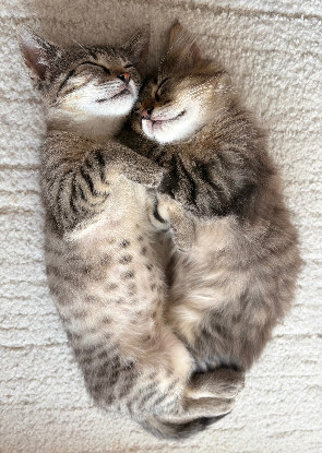 Adopter Alanya et rize