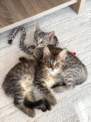 Adopter Alanya et rize