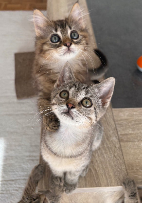 Adoption Alanya et rize