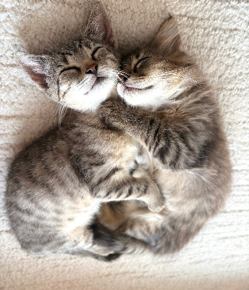 Adoption Alanya et rize