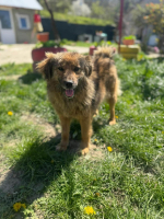 Adopter  chien : Aura