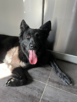 Adopter  chien : Berry