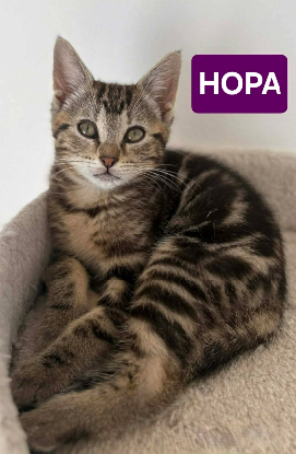 Adopter Hopa petite de capadoccia a adoptée avec ses frères ou s�