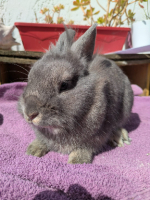 Adopter  lapin : Joys