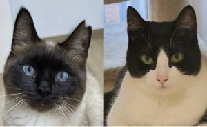 Adopter  chat : Oscar et betty