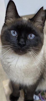 Adoption Oscar et betty