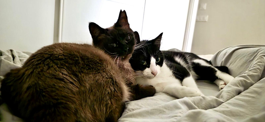 Adoption Oscar et betty