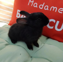 Adopter  lapin : Zora