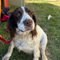 Adopter  chien : Isis