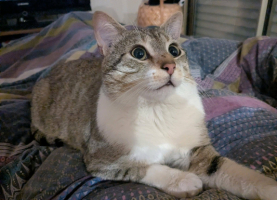 Adopter  chat : Hippolyte