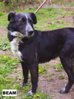 Adopter  chien : Beam