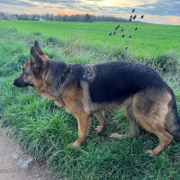 Adopter  chien : Tania