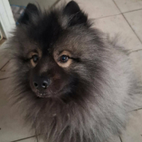 Adopter  chien : Com