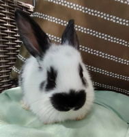 Adopter  lapin : Zou