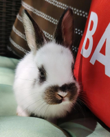 Adopter  lapin : Zoé