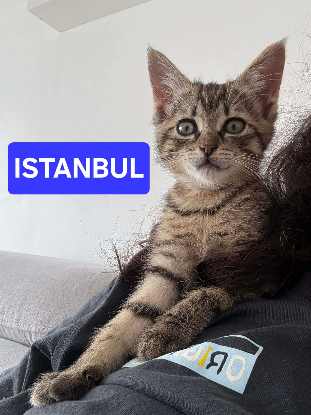 Adopter Istanbul petit de capadoccia a avec ses frères ou s�