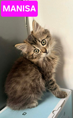 Adopter Mani̇sa a adoptée avec ses frères/soeurs/maman ou si vous avez deja un chat présent chez vous