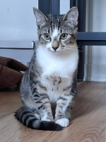 Adopter  chat : Milo