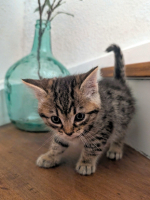 Adopter  chat : Yellow