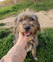 Adopter  chien : Sitaly