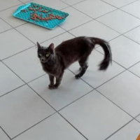 Adopter  chat : Bichette