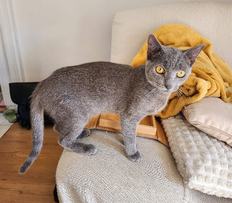 Adopter Margot & louise