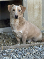 Adopter  chien : Toby