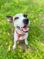 Adopter  chien : Hanae